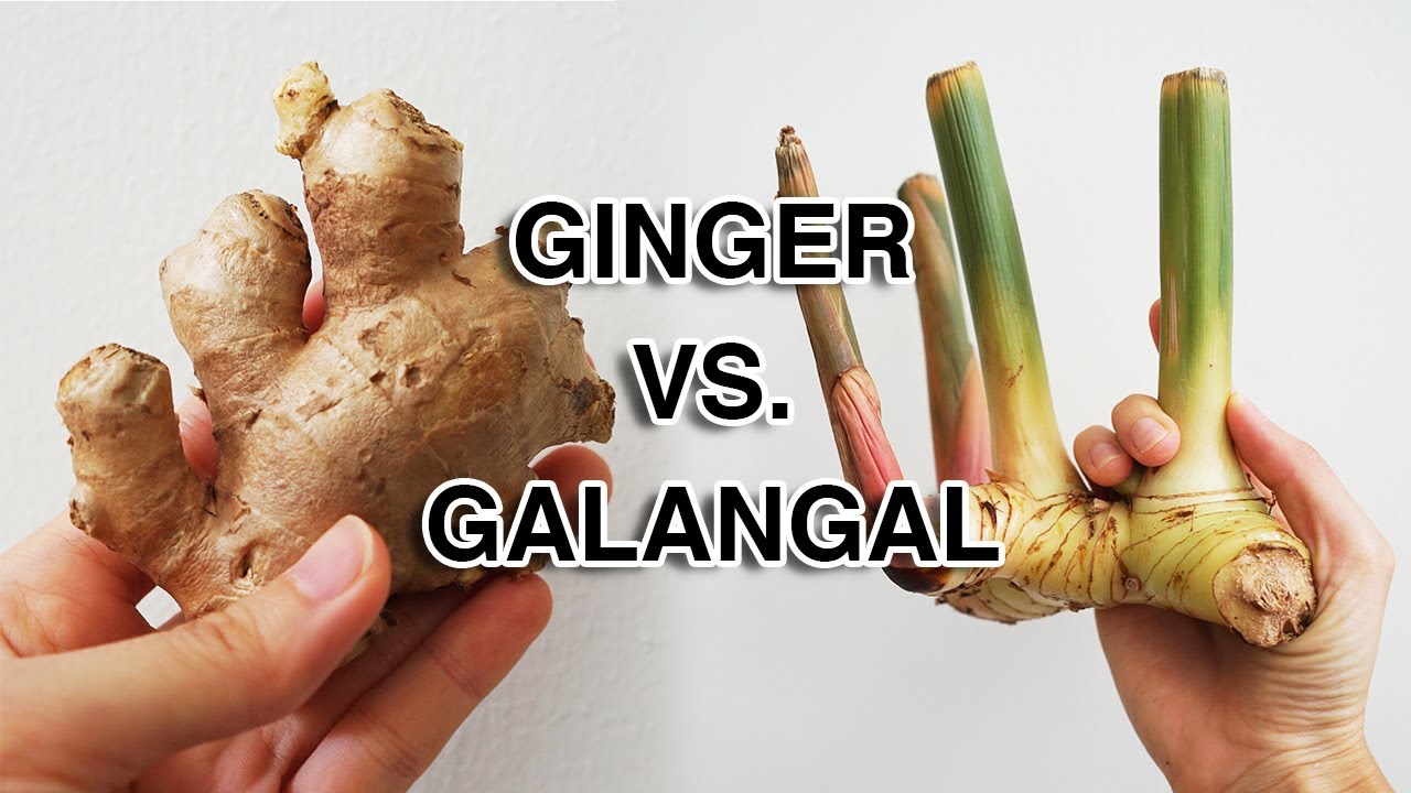 The Difference Between Galangal and Ginger Schone Foods